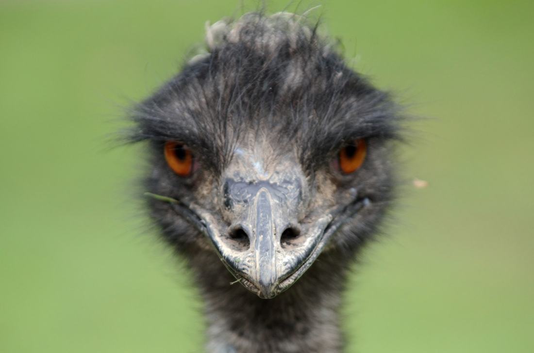 emu-portrait--kiwi-flickr-_-flickr